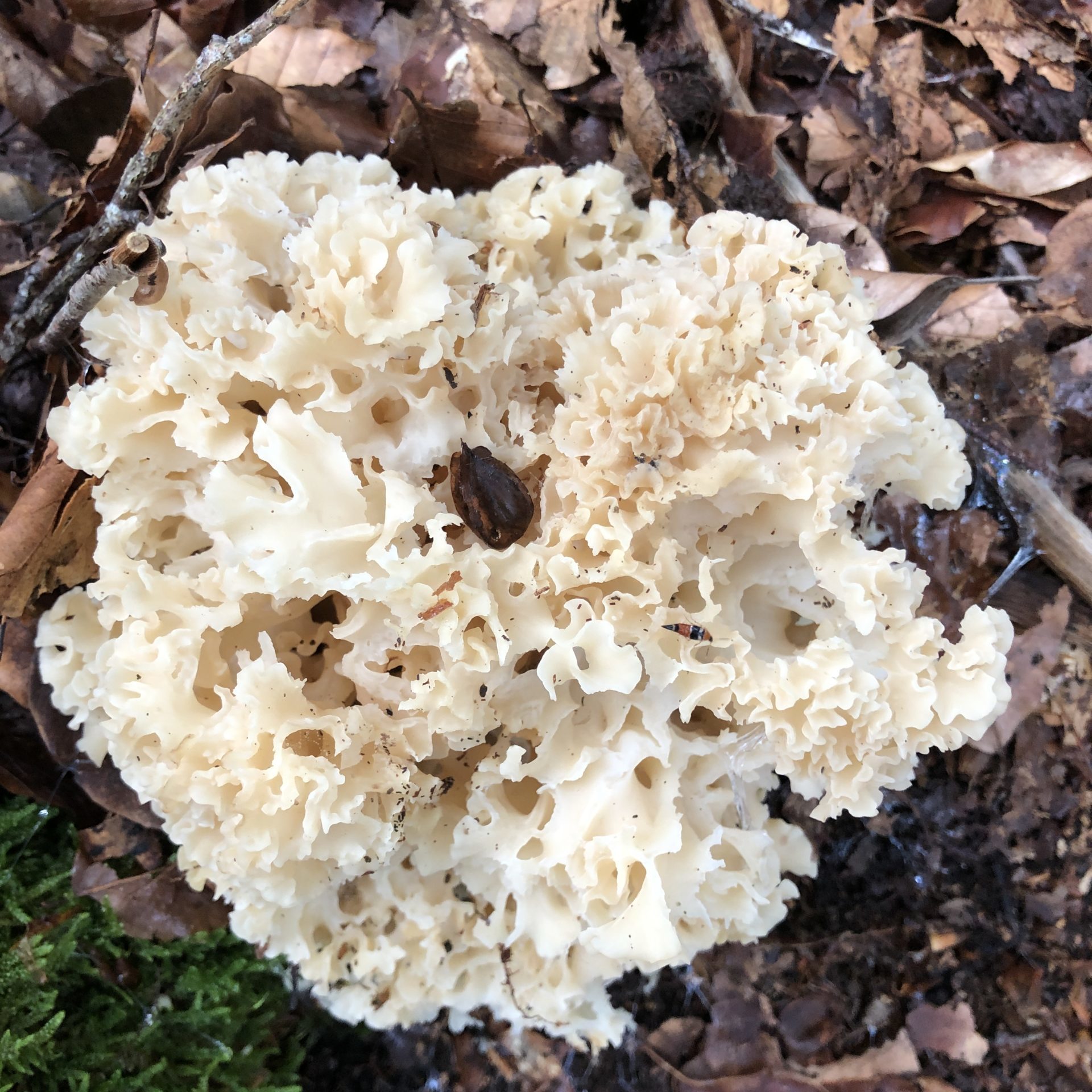 Clavaire crépue dans les forêts du Haut-Vivarais