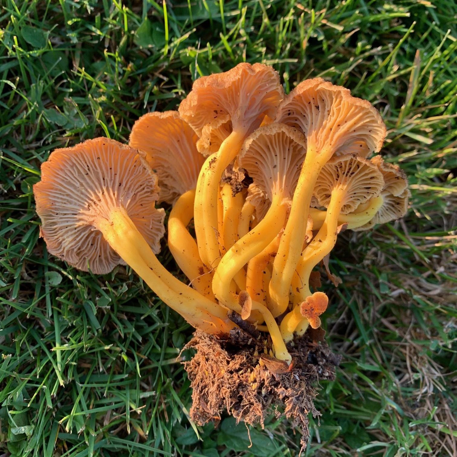 Chanterelles dans les environs du Gîte Déimos