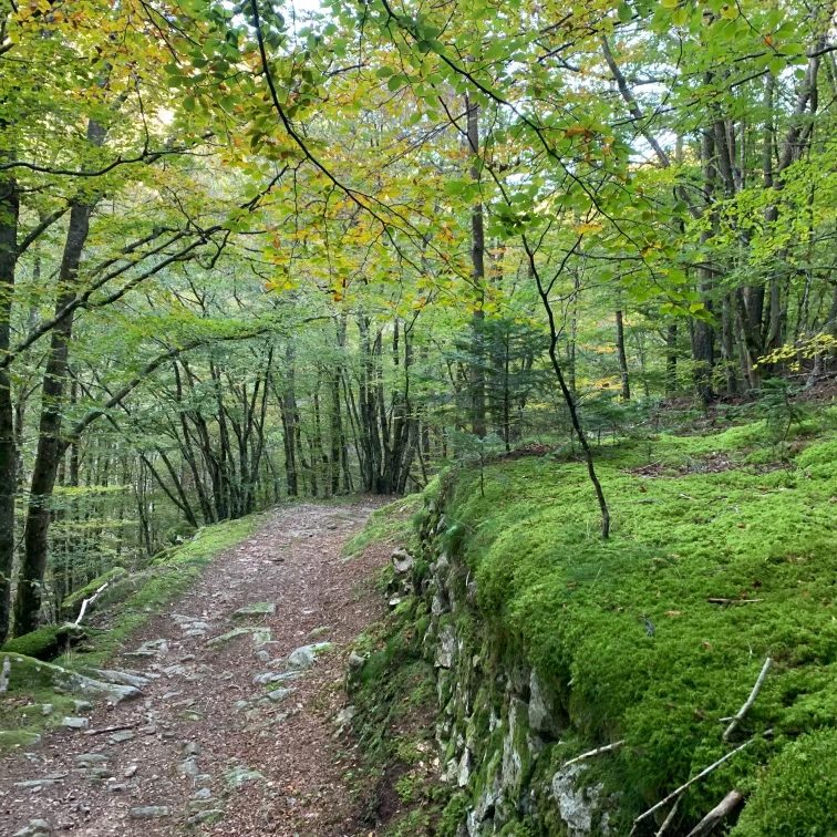 Sous-bois près du Gîte Déimos en Ardèche